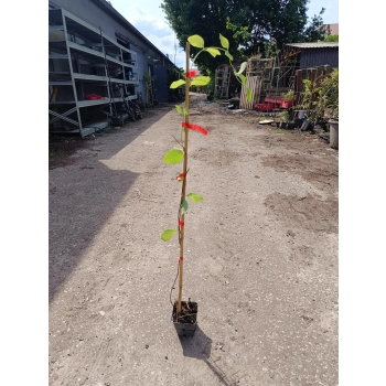 WICIOKRZEW Tellmanna - sadzonki 15 / 30 cm